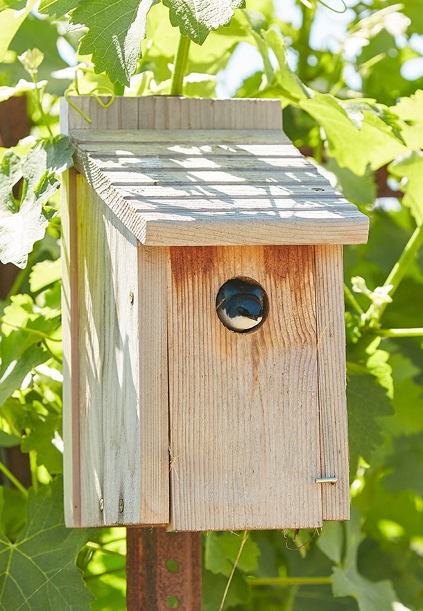 Bird Box in the Honig Vineyard.