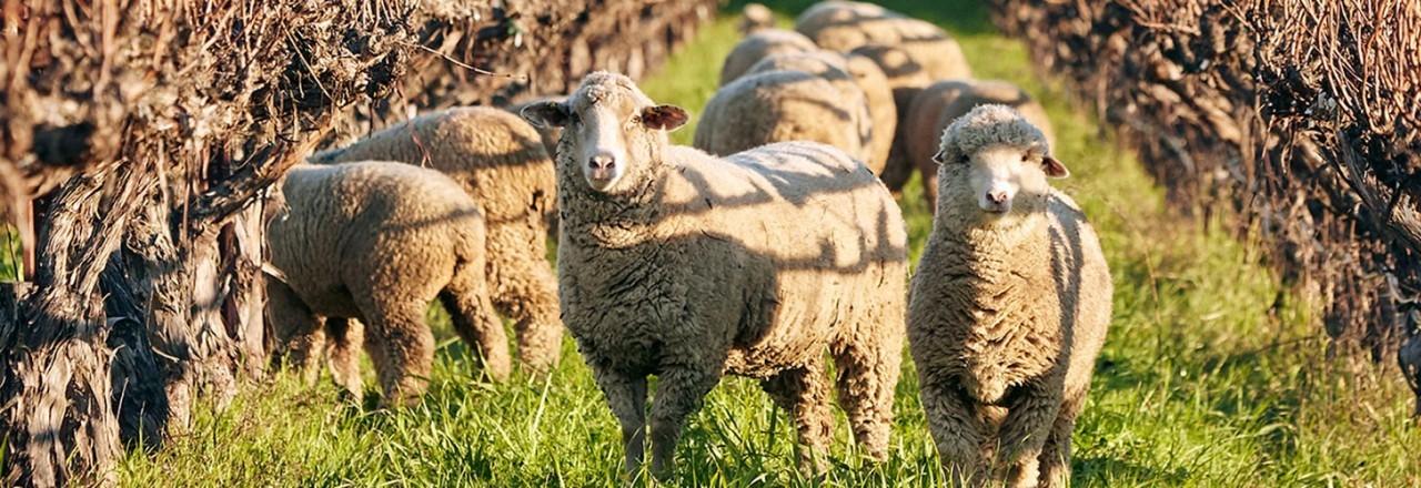 Sheep image